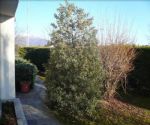 Villa Bi/Trifamiliare Vendita Como - 357_1.jpg